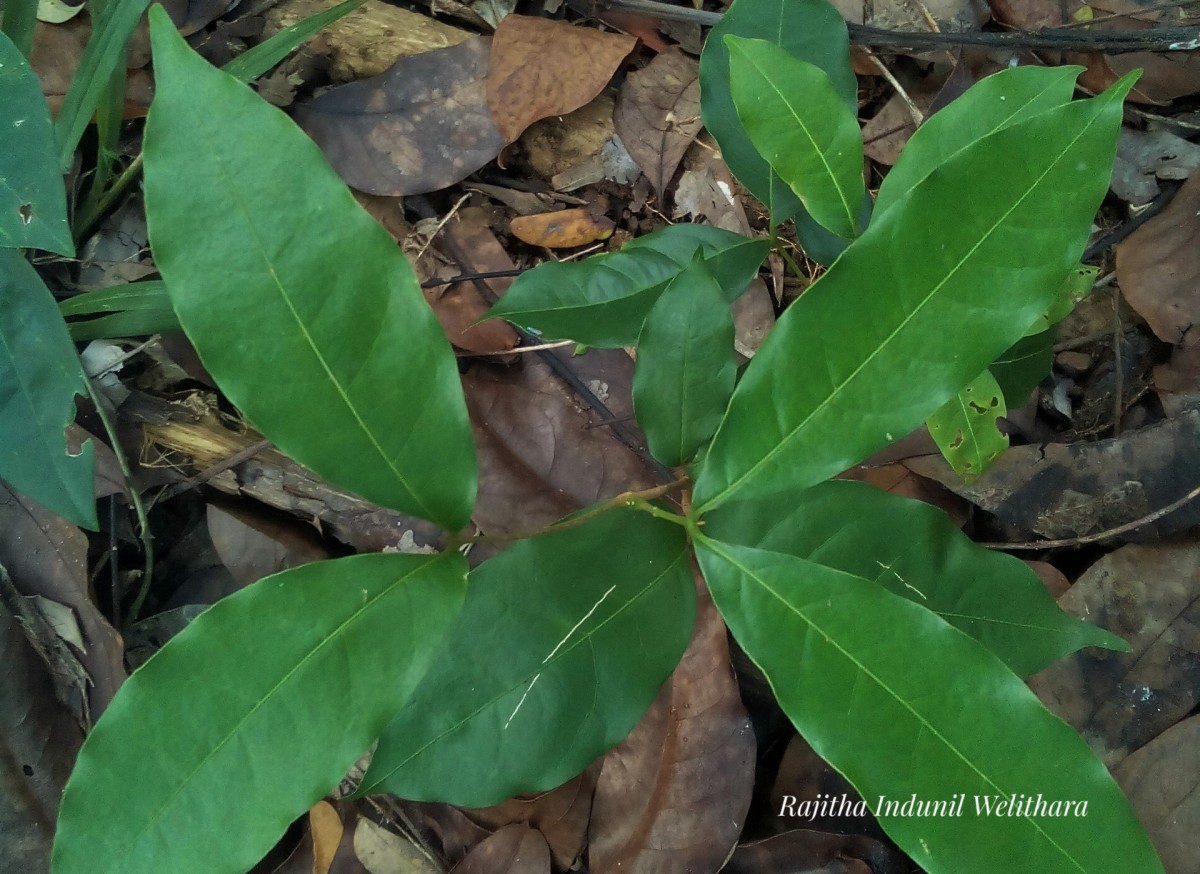 Lepisanthes tetraphylla var. trichocarpa (Thwaites) Wadhwa & Meijer